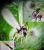 Microtendipes pedellus